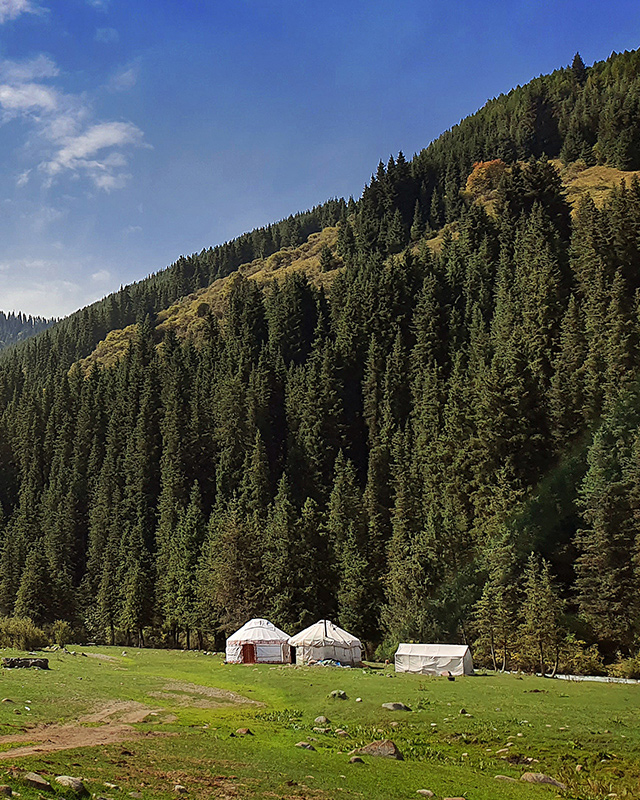 Central Asia yurts in a field